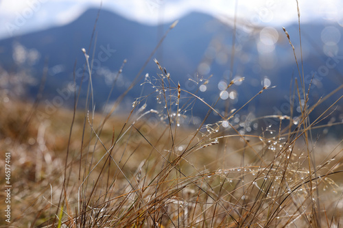 Beautiful plants with morning dew in mountains  closeup