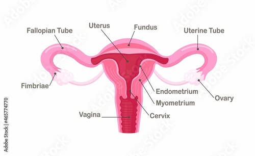 Reproductive system of woman. Organs location scheme uterus, cervix, ovaries, fallopian tubes. Anatomy of female organ. Vector design