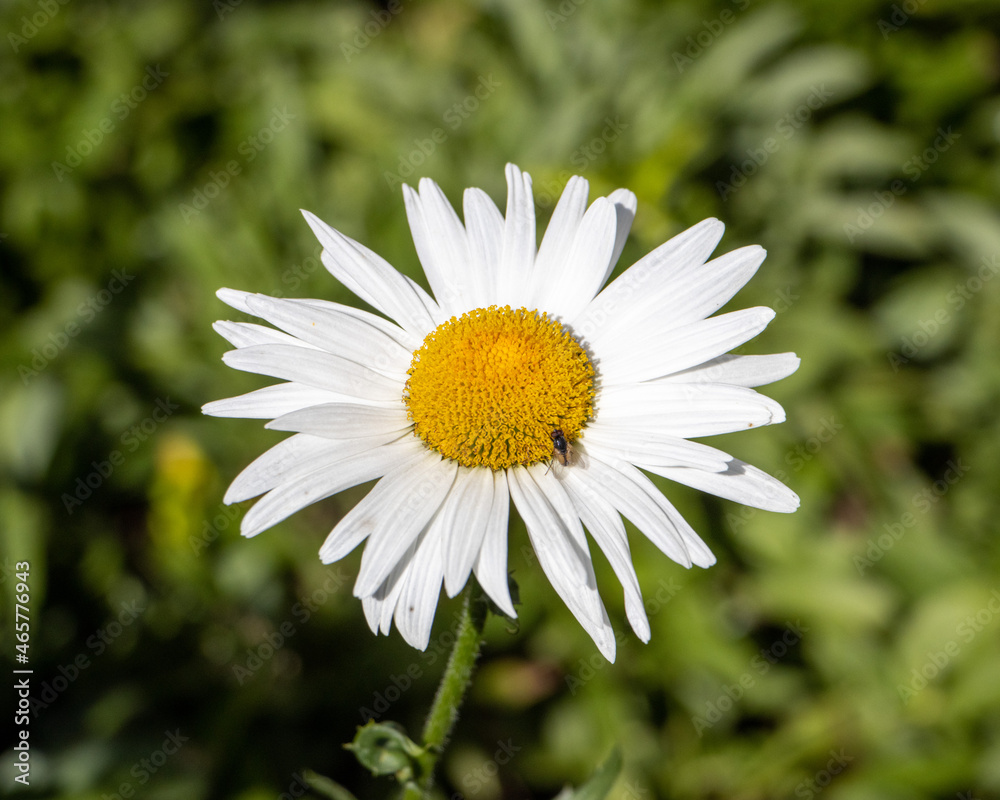 Fototapeta premium Flower