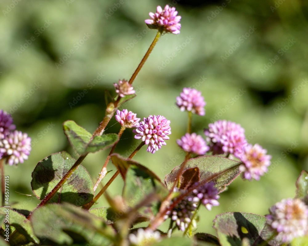 Flower Flower