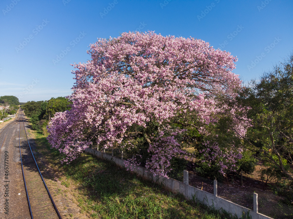 Fototapeta premium Ipê rosa
