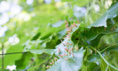 Fotografia Lime leaves affected Linden gall mite Eriophyes tiliae