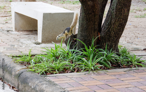 Squirrel lifestye in the park