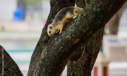 Squirrel lifestye in the park photo