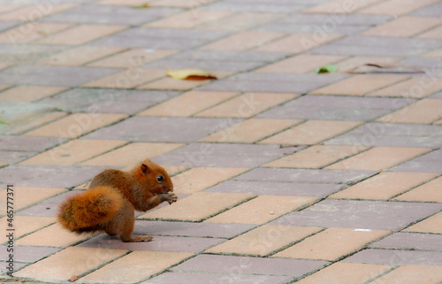 Squirrel lifestye in the park