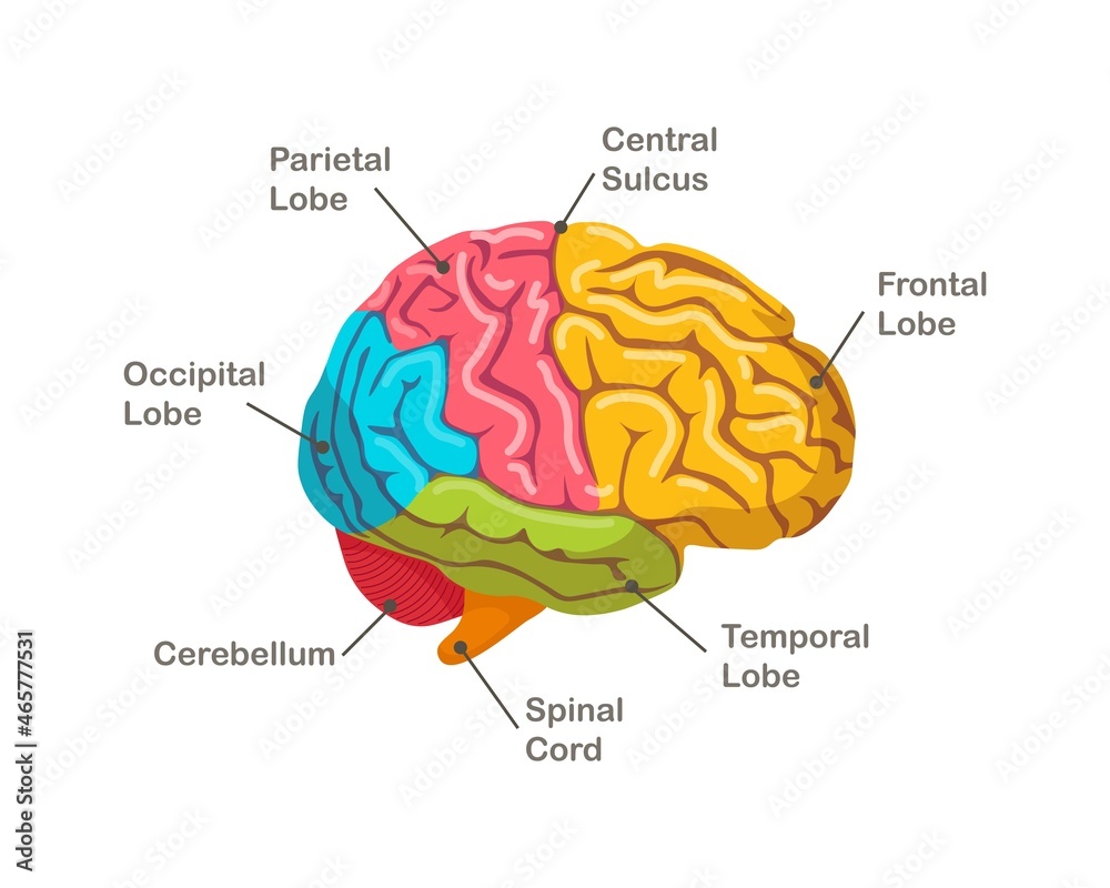 Sections of human brain. Anatomy. Side view of organ. Vector illustration - obrazy, fototapety, plakaty 