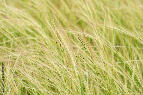 Bright green fields in summer