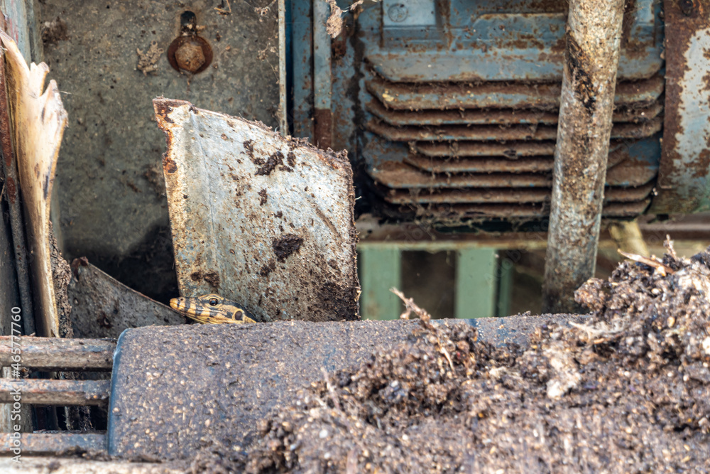 Varanus Salvator hides in a nook of an old machine