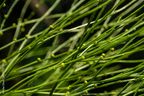 Sporangia on the of Psilotum nudum on aerial stems