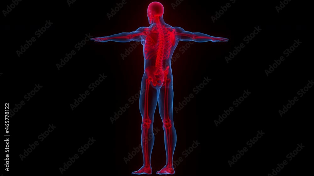 Human Skeleton System Bone Joints Anatomy Animation Concept Stock ビデオ ...
