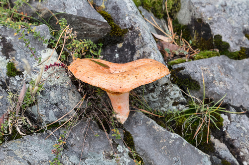 red mushroom grows in nature (lactarius deliciosus). Closeup photo