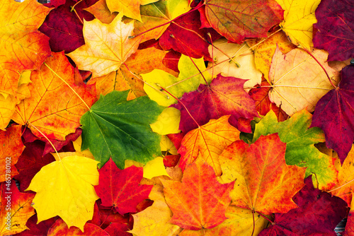 Autumn bright background with maple leaves  top view. 