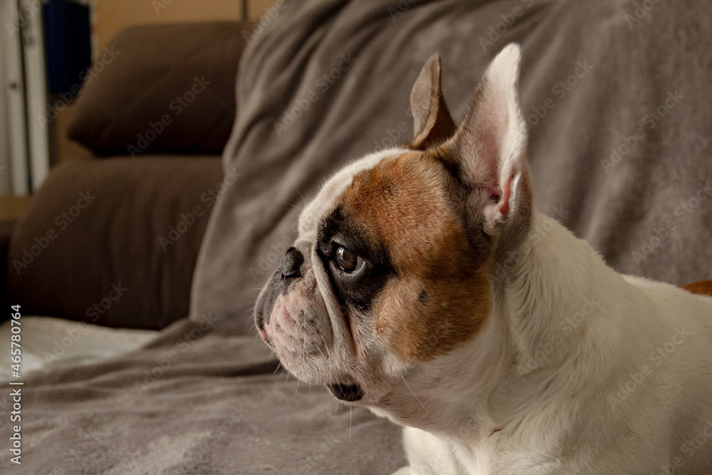 Buldogue Francês Buldogue Francês