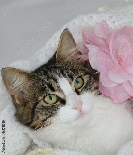 little cat cuddling in the blanket