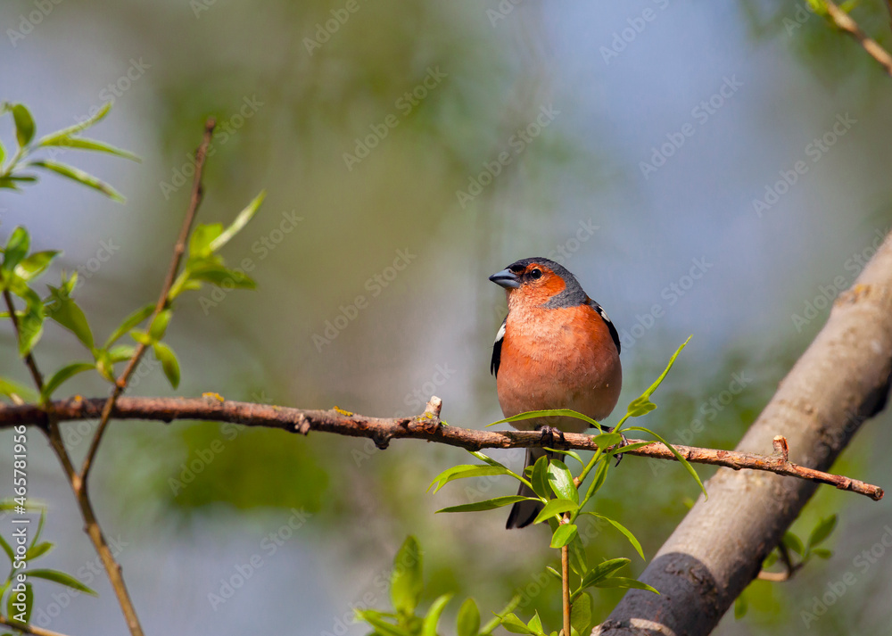 Common chaffinch. Birds of Central Russia Common chaffinch. Birds of Central Russia