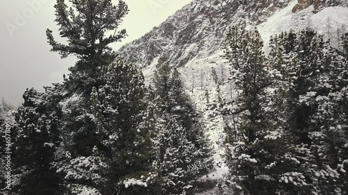 The huge Belukha Mountain, the valley of the Aktru River, the Altai Mountains, the foot of glaciers and the tops of trees. Winter forest, frozen mountain river in the valley of the Chuya and Aktru