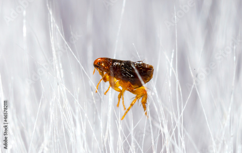 Flea in animal fur close up. The destruction of parasites in pets. photo
