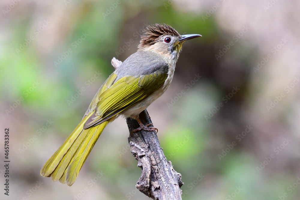 Fototapeta premium mountain bulbul