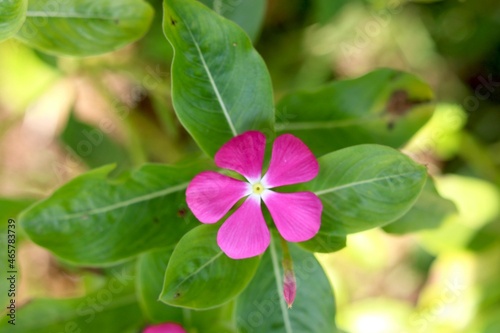 portrait view of pink Vinca flower