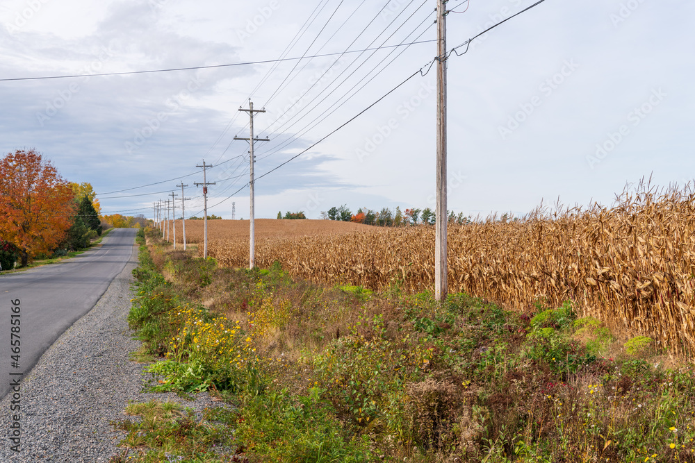 A rural road along a ripe corn field in fall with telephone poles.  Shot in Nova Scotia's Annapolis Valley in October.