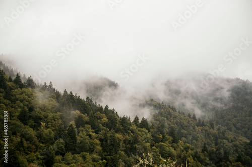fog in the mountains of Tennessee 