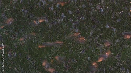 Red-billed quelea ( Quelea quelea ) millions of them in murmuration above Ndutu marsh, Tanzania photo