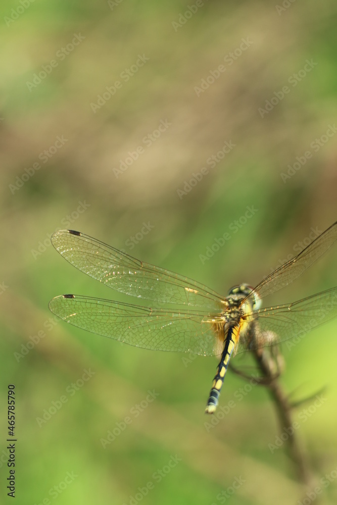 dragonfly on a branch