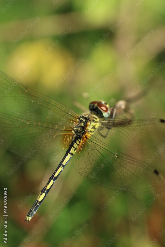 close up of dragonfly close up of dragonfly