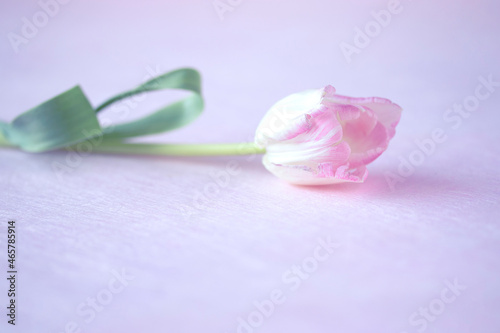 可愛いベビーピンクのチューリップの花束