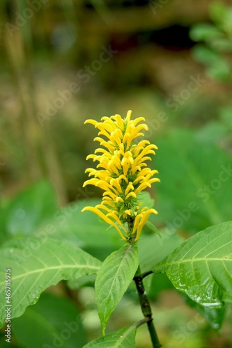 portrait view of small yellow flower in garden