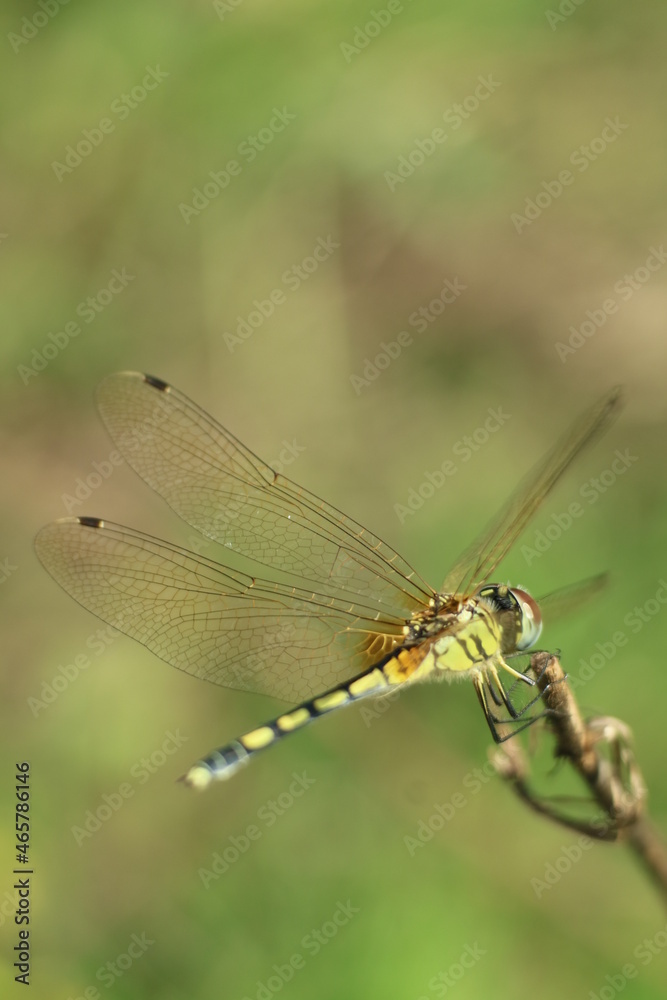 close up of dragonfly close up of dragonfly