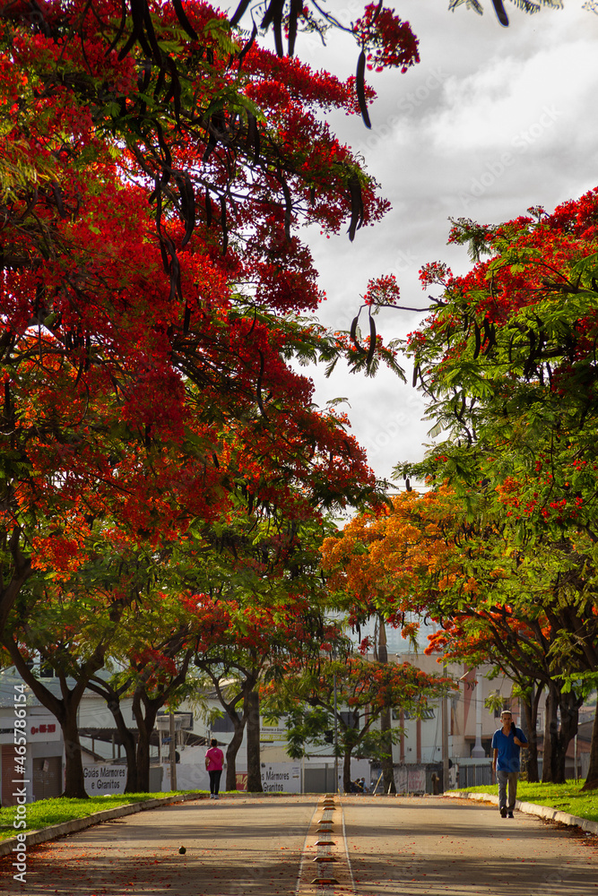 Naklejka premium Flamboyants floridos na Avenida Goiás Norte. (Delonix regia)