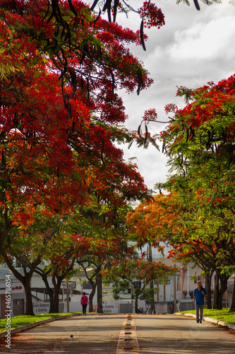 Flamboyants floridos na Avenida Goiás Norte. (Delonix regia) photo