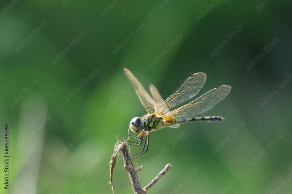 close up of a dragonfly close up of a dragonfly