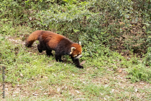 Raccoon in the panda base of Chengdu China