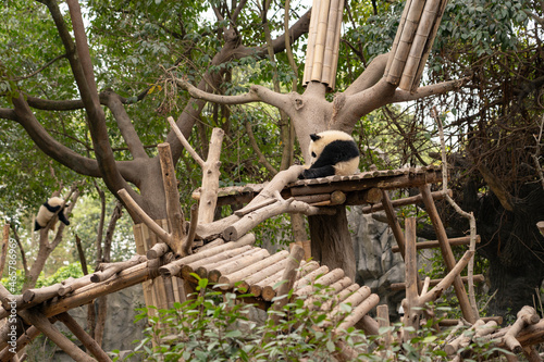 Pandas in the base of Chengdu  China.