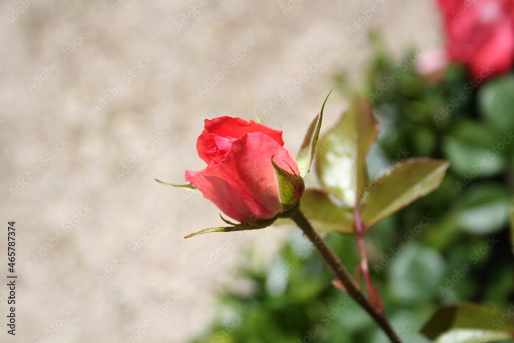 Fototapeta premium Rosa