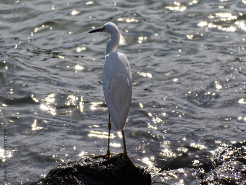 Snowy egret hunting seaside