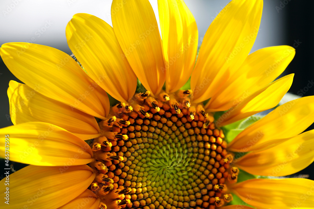 Obraz premium closeup of sunflower