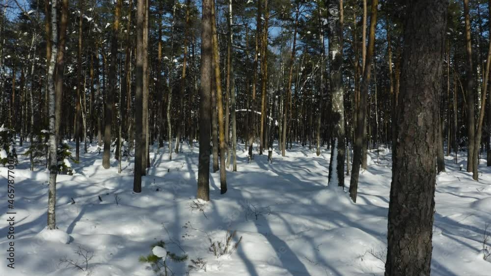 Drone shot flying in the winter pine tree forest. Slow flight in forest on winter season.
Drone shot flying in the winter pine tree forest. Slow flight in forest on winter season.