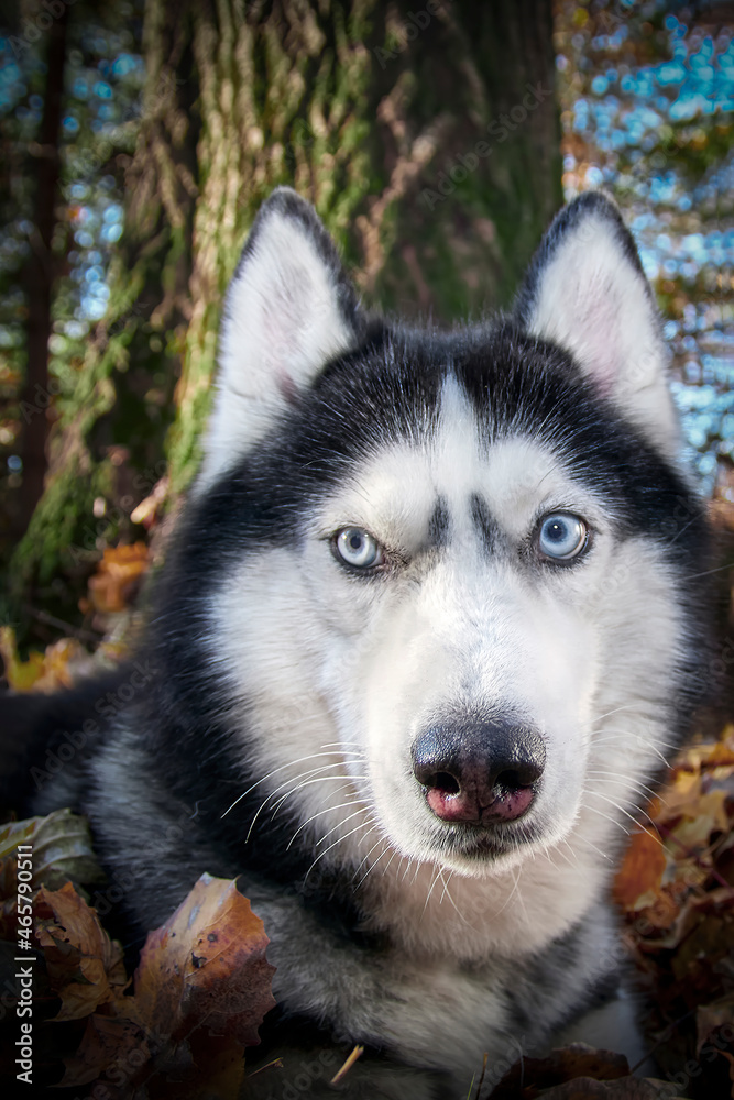 Portrait Siberian Husky Dog in sunny atutumn forest. Portrait Siberian Husky Dog in sunny atutumn forest.
