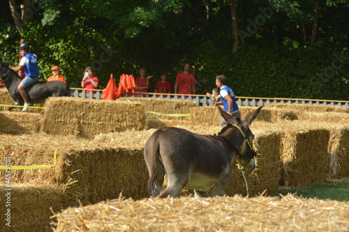 palio dei somari a montecreto photo