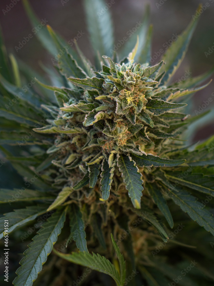 Close up of Gorilla marihuana bud in domestic plantation. Close up of Gorilla marihuana bud in domestic plantation.