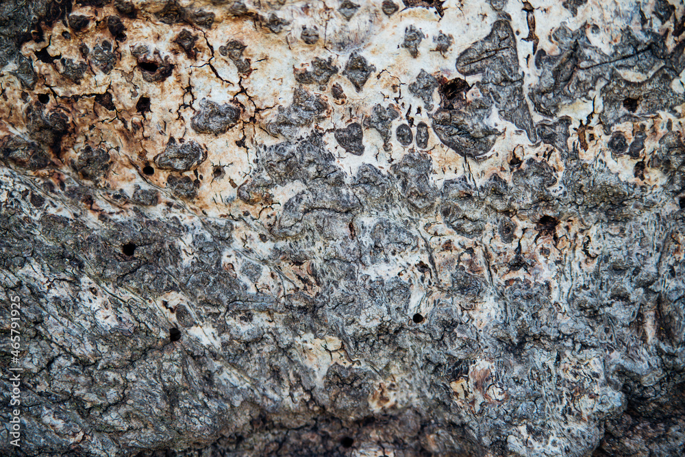 Close-up of tree bark. An old tree. The texture of an uneven and rough wood surface. Close-up of tree bark. An old tree. The texture of an uneven and rough wood surface.