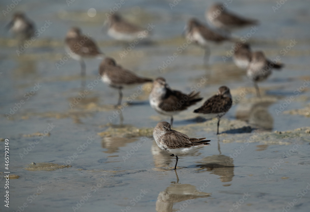 Dunlins resting at Busaiteen coast, Bahrain Dunlins resting at Busaiteen coast, Bahrain