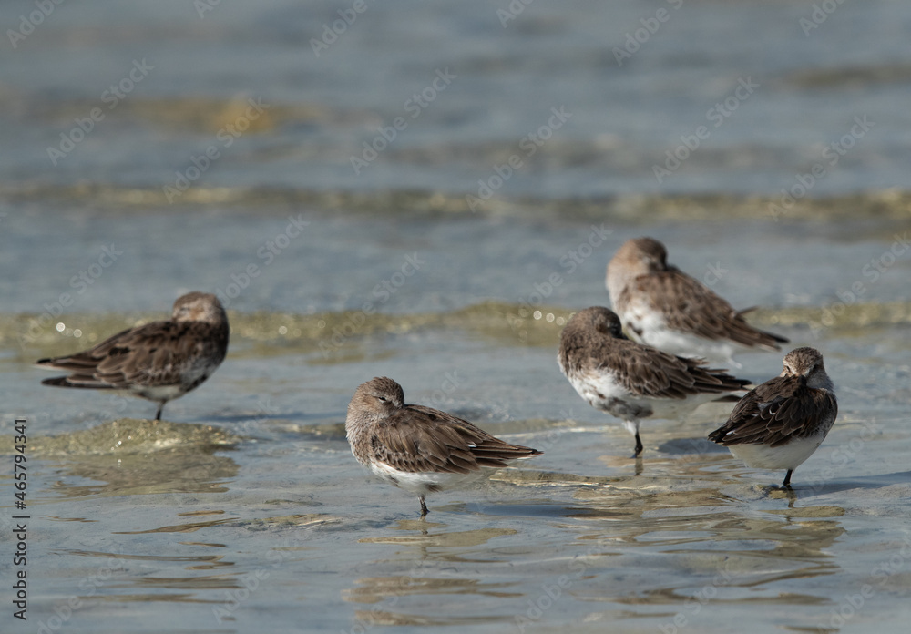 Dunlins resting at Busaiteen coast, Bahrain Dunlins resting at Busaiteen coast, Bahrain