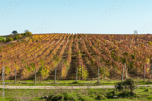 Vineyards in the fall season