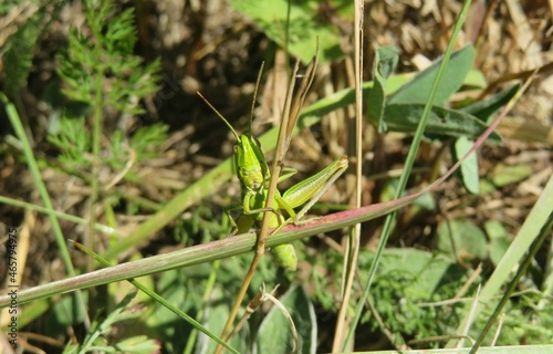 Green grasshopper on the branch in the garden