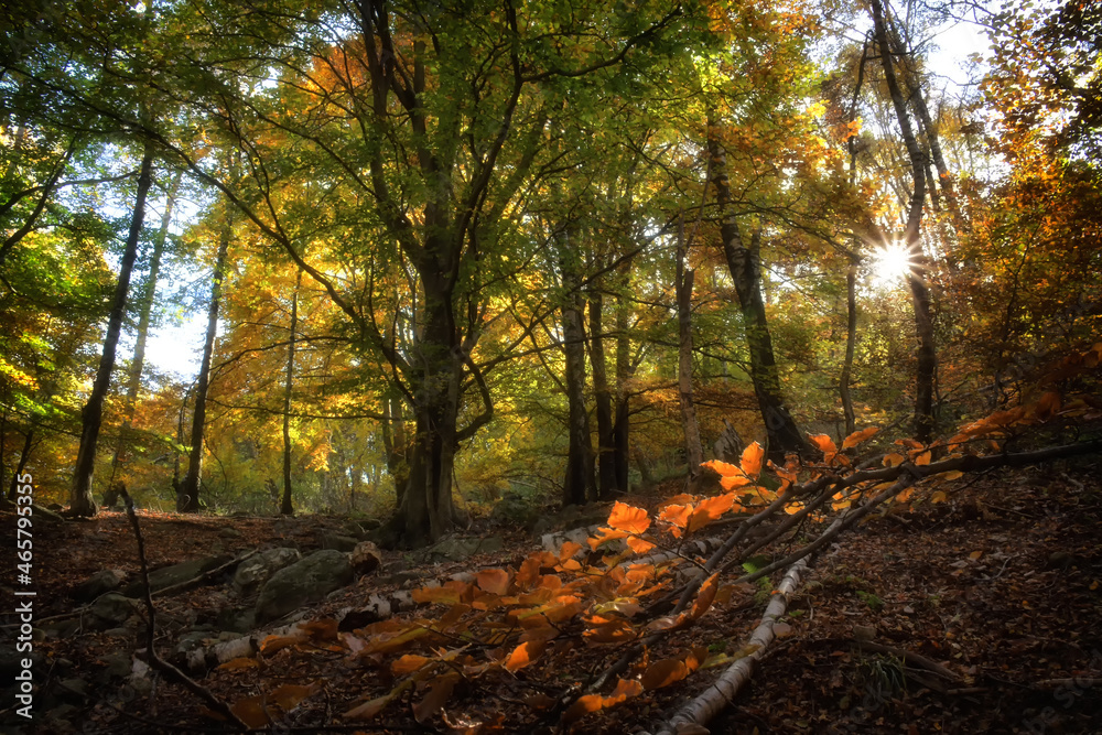 The beech forest, in all its autumnal splendor