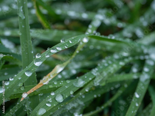 Green grass on which with water drops and snowflakes